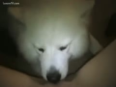 White doggy is a muff licker
